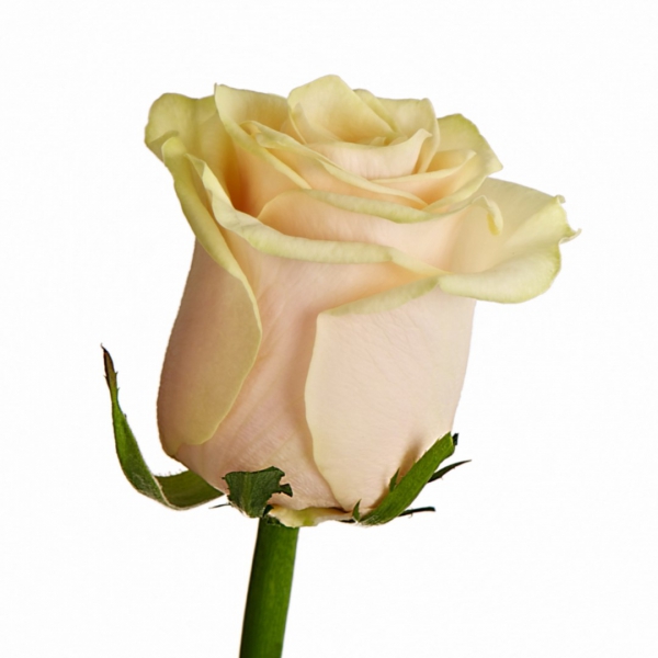 Роза кремовая 60 см. Фото 1