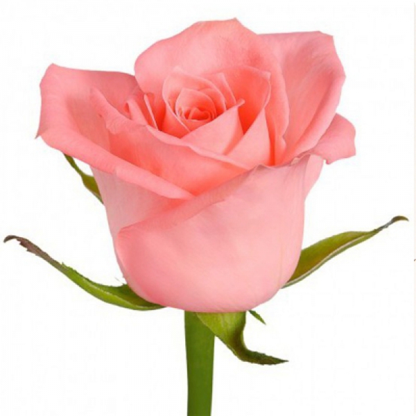 Роза розовая 60 см. Фото 1