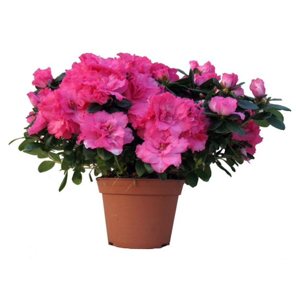 Цветы в горшках купить спб с доставкой вазы для цветов купить недорого в москве