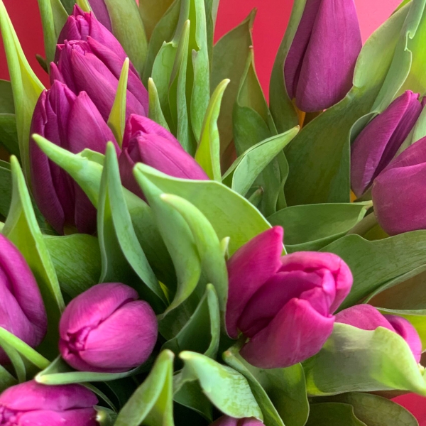 Букет тюльпанов "Виолет". Фото 6